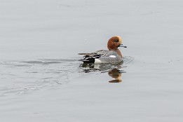 Bilder2017-14 Pfeifente (Elbe in Dresden im Winter)