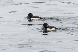 Bilder2017-15 Reiherenten auf der Elbe in Dresden