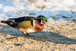 Bilder2017-16 Brautente in Dresden an der Elbe im Winter (kommt eigentlich aus Nordamerika)