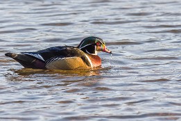 Bilder2017-17 Brautente