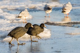 Bilder2017-18 Glatt trotz großer Füße - Blessrallen (Dresden an der Elbe)