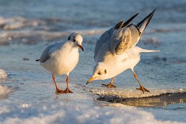 Bilder2017-19 Fast ausgerutscht (Lachmöwen)