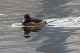 Bilder2017-28 Reiherente - Weibchen