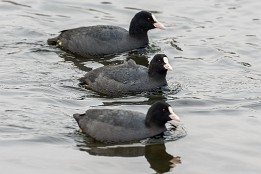 Bilder2017-37 Dreierformation