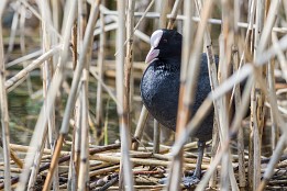 Ruppiner_Seen-6 Blessralle (Ruppiner See)