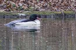 Website-25 Auf dem Carolasee - Gänsesäger (Männchen)