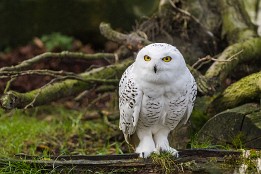 Bild_2014-61 Zoo Dresden: Schnee-Eule