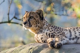 Bild_2014-62 Zoo Dresden: der Gepard auf seinem Wärmestein