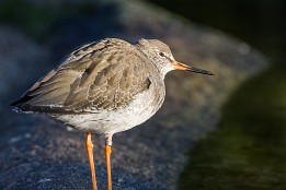 Bild_2015-89 Spotlight