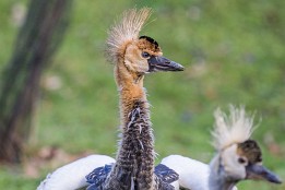 Bilder2017-163 Kronenkranich