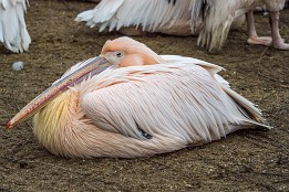 Bilder2017-166 Pelikan - Mittagsruhe