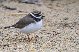 Bilder2017-168 Regenpfeiffer