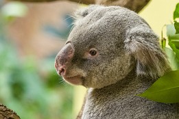 Bilder2017-170 Koala 1 / 2