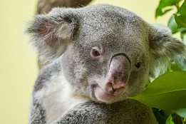 Bilder2017-171 Koala 2 / 2