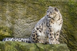 Bilder2017-172 Schneeleopard