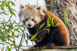 Bilder2017-173 Roter Panda 1 / 2