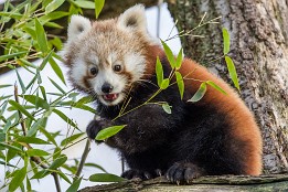 Bilder2017-174 Roter Panda 1 / 2