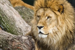 Bilder2017-40 Sie ersten warmen Temperaturen.