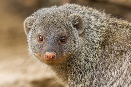 Bilder2017-41 Zebramanguste