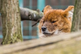 Bilder2017-42 Rotfuchs