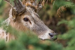 Bilder2017-43 Davidhirsch