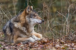 Tiere_Dez-3 Wolf - Mittagsruhe