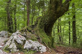 Sloweinien_2026-86 Im Wald