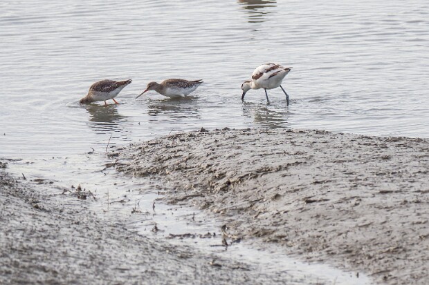Nordsee, Nordatlantik
